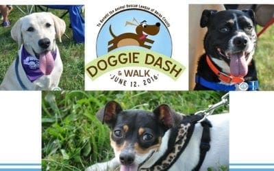 Animal Rescue League Doggie Dash 2016